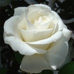 Rosa Branca